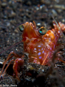 Shrimp on a night dive by Beate Seiler 